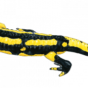 Imagen de png de salamandro lagarto