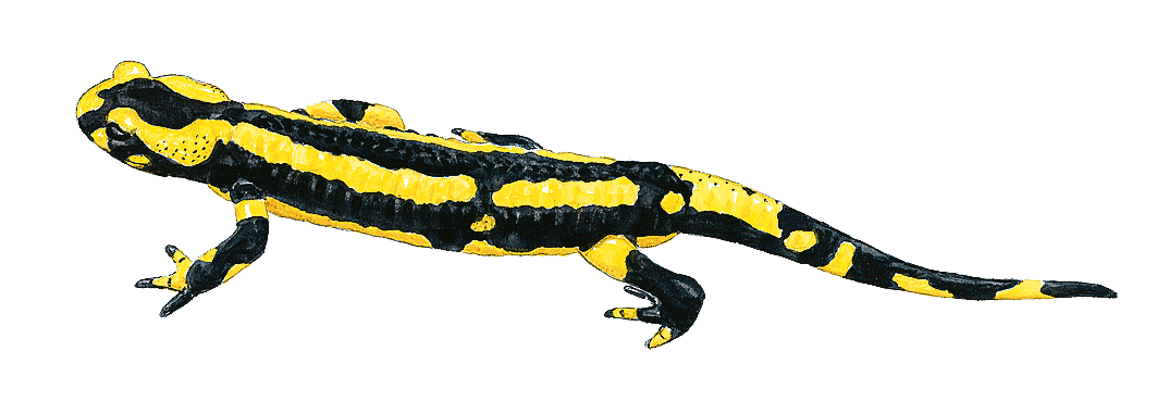 Imagen de png de salamandro lagarto