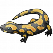 Imagen de salamandro lagarto png