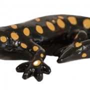 Salamander png clipart