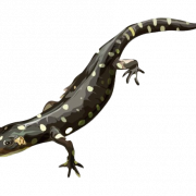 File salamander png