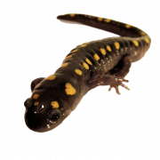 Salamander PNG File Unduh Gratis