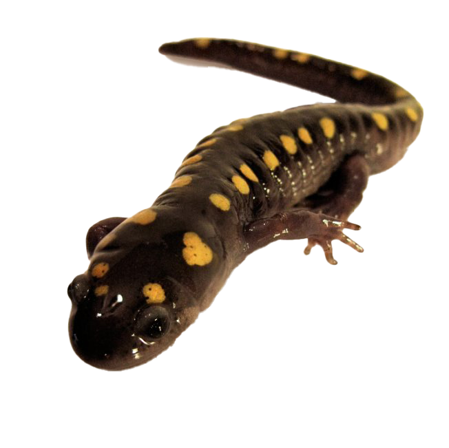 Descargar el archivo PNG de Salamander gratis
