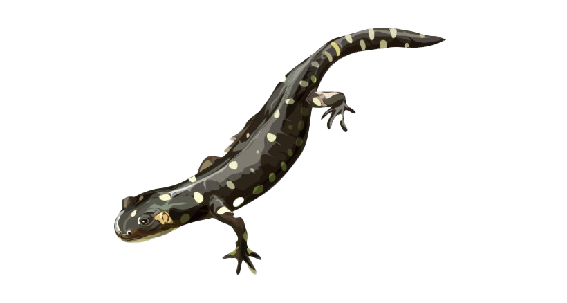 Archivo png salamander