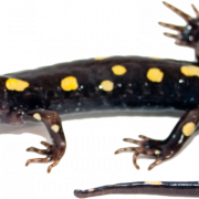 Imagen de salamandro png