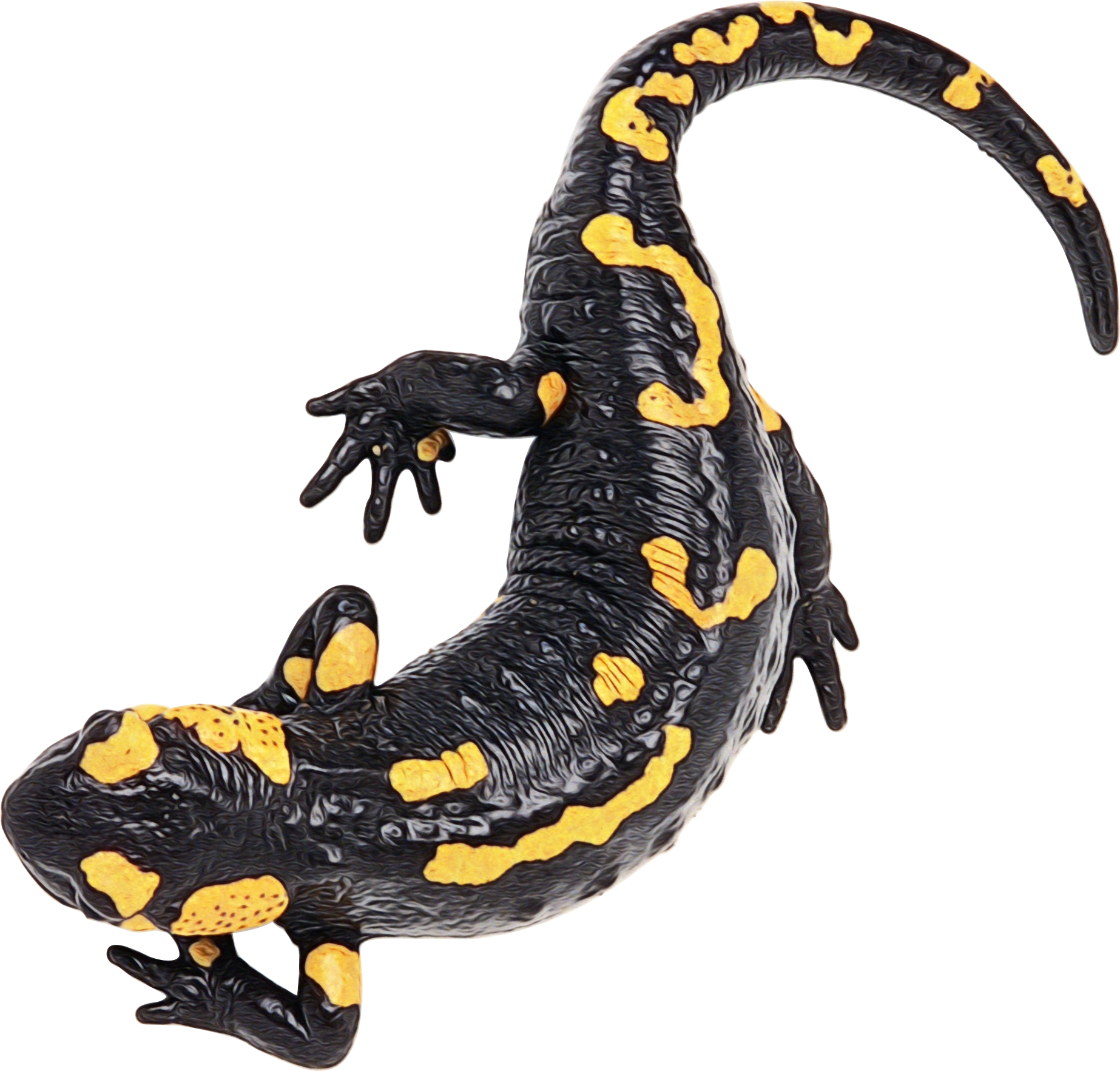 Archivo de imagen png salamander