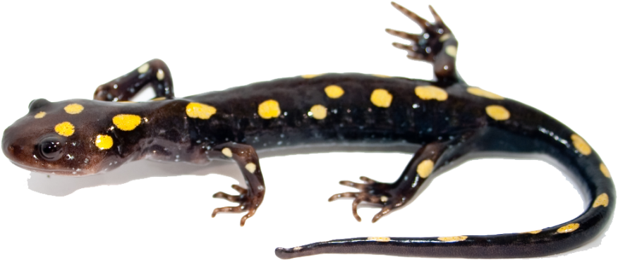 Imagen de salamandro png