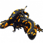 Foto salamander png