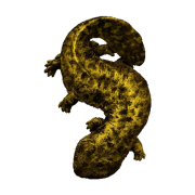 Gambar salamander png