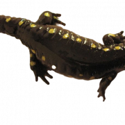 Salamander PNG Foto de HD transparente