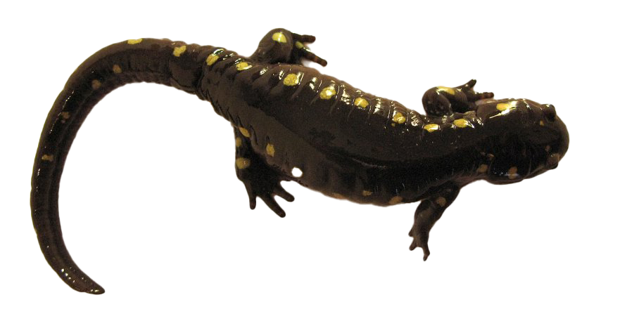 Salamander PNG Foto de HD transparente