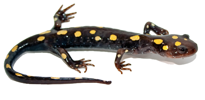 Salamandra png