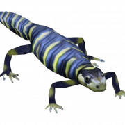 Salamandra transparente