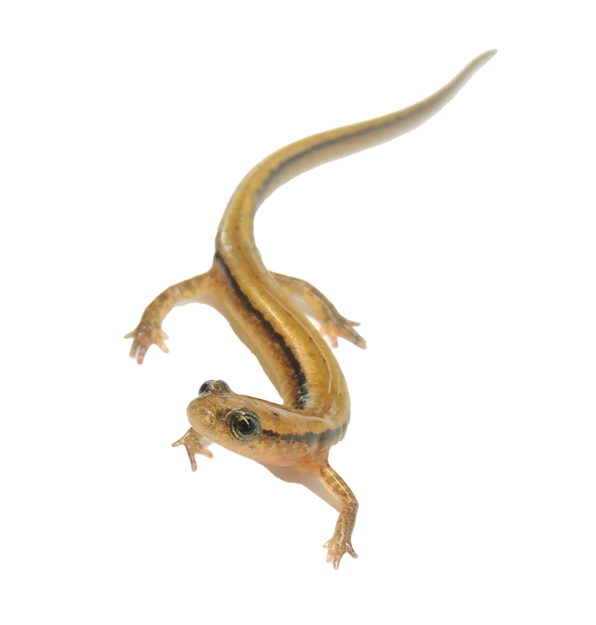 Salamander PNG Transparent Images | PNG All