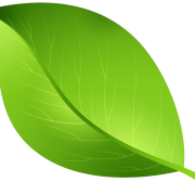 Одно растение листовой клипарт