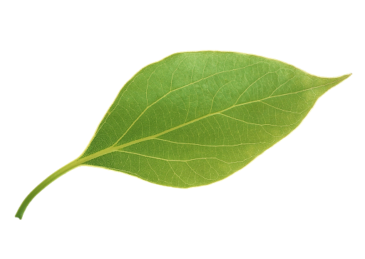 transparent leaf png