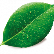 Imagem livre de folhas de folha de planta única