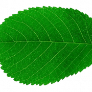 Imagem de folha de planta única