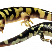 Salamandra manchada PNG