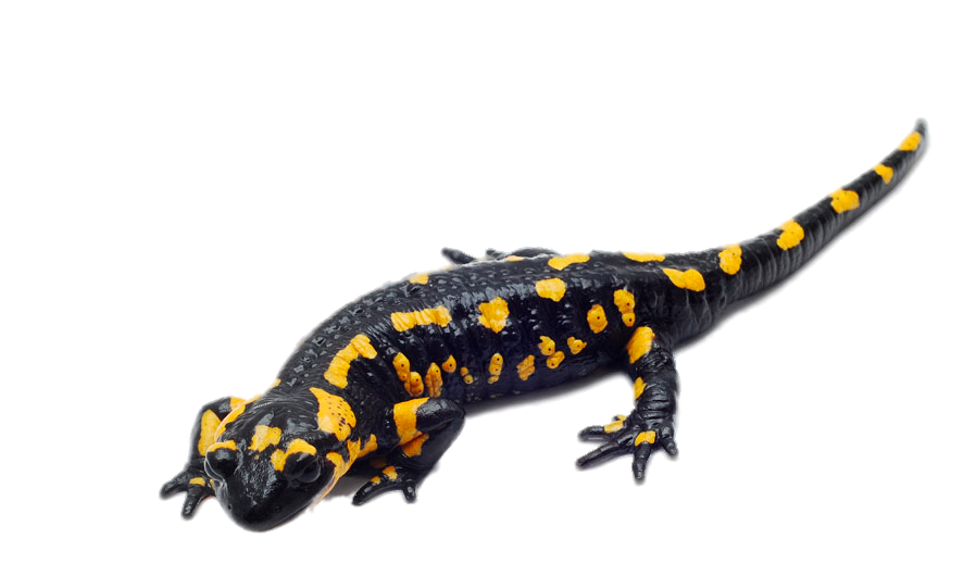 Salamandra manchada PNG Clipart