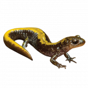 Descarga gratuita de salamandra manchada png