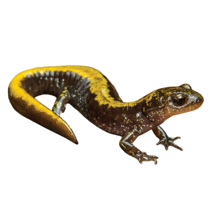 Descarga gratuita de salamandra manchada png