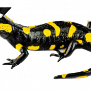Gambar salamander png berbintik -bintik