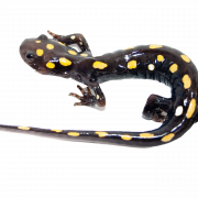 Imagen png manchada de salamandra