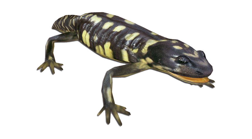 Salamandra manchada