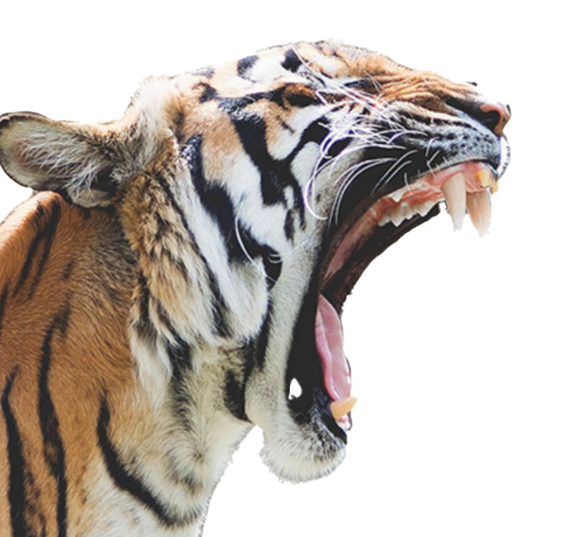 Тигр рев PNG изображение