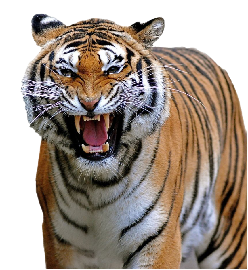 Тигр рев