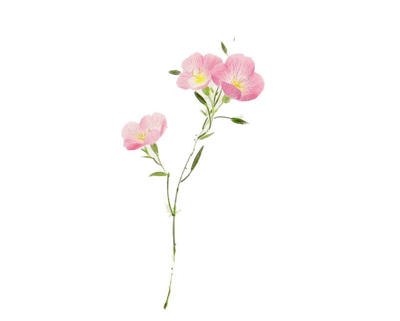 Watercolor Flower PNG Transparent Images - PNG All