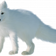 Imagen PNG de zorro ártico blanco