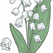 Lily of the Valley PNG de alta qualidade