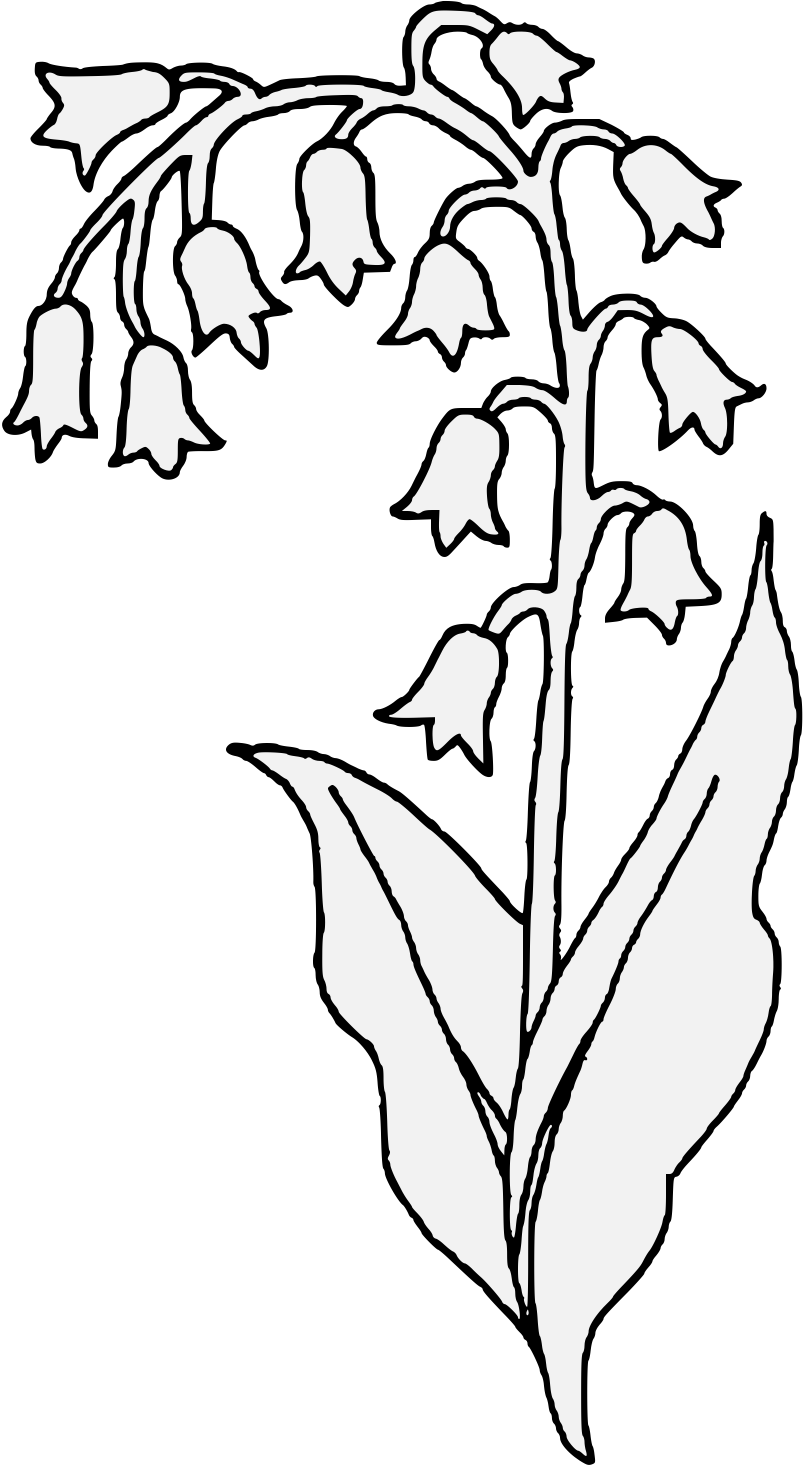 Lily of The Valley PNG - PNG All | PNG All