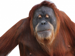 Orangutan