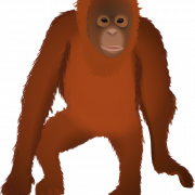 Orangutan png clipart