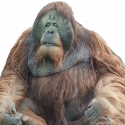 Orangutan PNG libreng pag -download