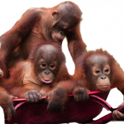 Imahe ng orangutan png