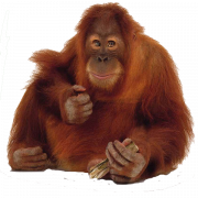 Larawan ng orangutan png