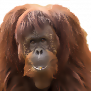 Orangutan png pic