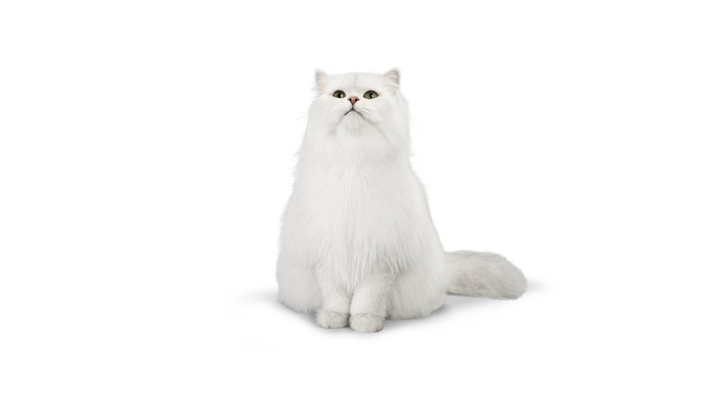Persian Cat PNG Transparent Images | PNG All
