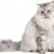Persian Cat PNG File Descargar gratis