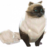 Imagen de alta calidad de Cat PNG de gato persa