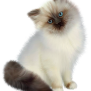 Siamese Cat Png File Descargar gratis