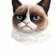 Siamese Cat png kostenloses Bild