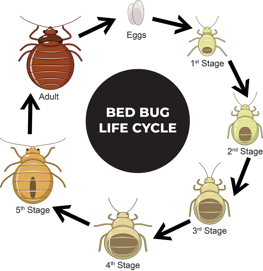 Bed Bug PNG Transparent Images - PNG All