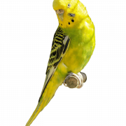 Budgerigar Parrot PNG Gambar