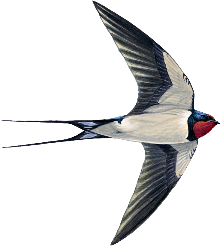 Swallow PNG Transparent Images | PNG All