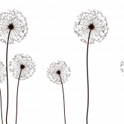 Imagem grátis de Dandelion PNG vetorial